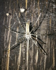 Euprosthenops