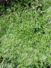 Plagiothecium cavifolium