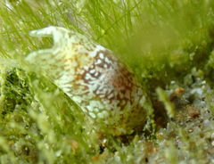 Acoelomorpha