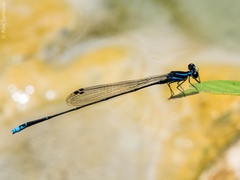 Prodasineura laidlawii