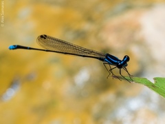 Prodasineura laidlawii