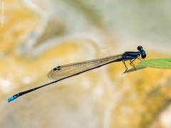 Prodasineura laidlawii