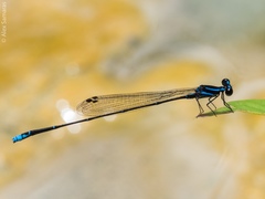 Prodasineura laidlawii