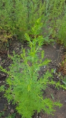 Artemisia annua