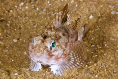 Maxillicosta scabriceps