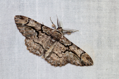 Colocleora divisaria