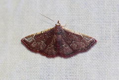 Corgatha chionocraspis