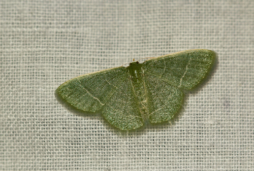 Neromia clavicornis