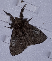 Dasychira vagans