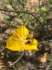 Calochortus weedii weedii