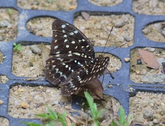 Lexias dirtea merguia