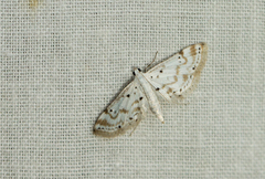 Parapoynx stagnalis