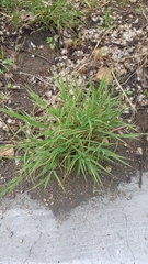 Cleistogenes squarrosa