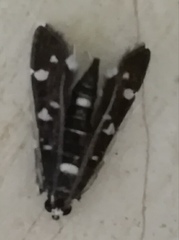 Bocchoris
