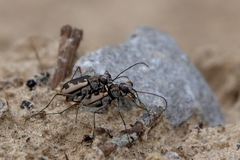 Ellipsoptera wapleri