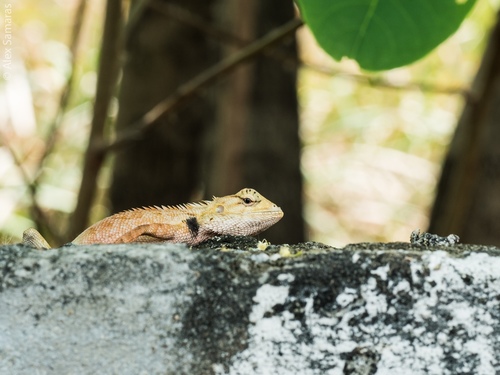 Thai Garden Lizard, Soi Ramkhamhaeng 112, Saphan Sung, Bangkok, TH, photo 10 of 10