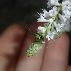 Proba vittiscutis