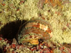 Turbo petholatus