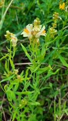 Linaria acutiloba