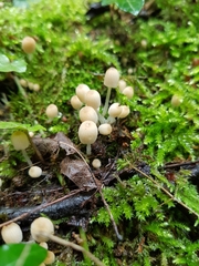 Coprinellus