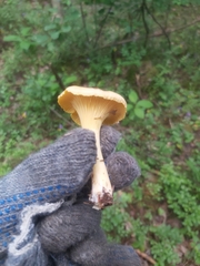 Cantharellus cibarius