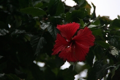Hibiscus × archeri