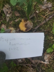 Cantharellus cibarius