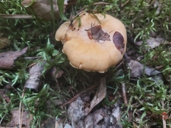 Cantharellus cibarius