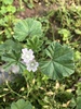 Dwarf Mallow - Photo (c) emilyk04, some rights reserved (CC BY-NC)