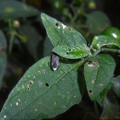 Acroleucus neomaurus