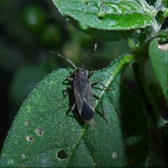 Acroleucus neomaurus