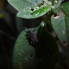 Acroleucus neomaurus