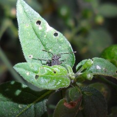 Acroleucus neomaurus