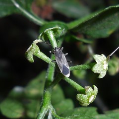 Acroleucus neomaurus