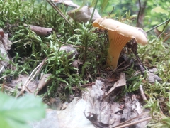Cantharellus cibarius