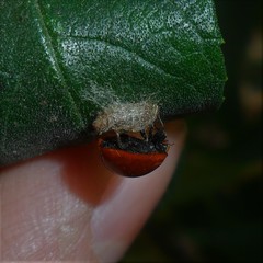 Dinocampus coccinellae paralysis virus