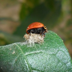 Dinocampus coccinellae paralysis virus