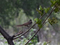 Rhipidura albogularis