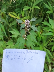 Leonurus quinquelobatus