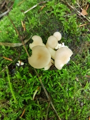 Pleurotus