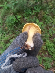 Cantharellus cibarius