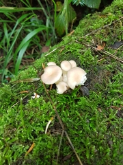 Pleurotus