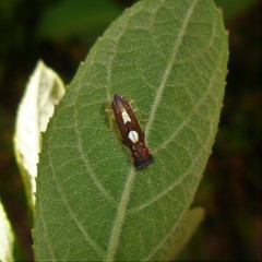 Diedrocephala variegata
