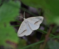 Lychnosea intermicata