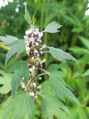 Leonurus quinquelobatus