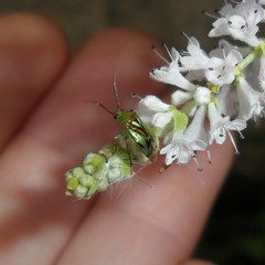 Proba vittiscutis