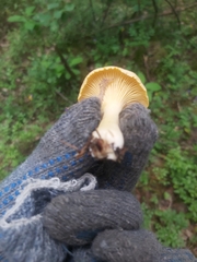 Cantharellus cibarius