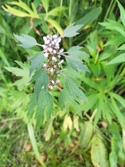 Leonurus quinquelobatus