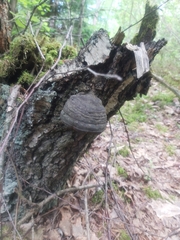 Fomes fomentarius