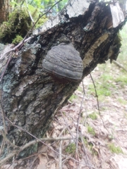 Fomes fomentarius